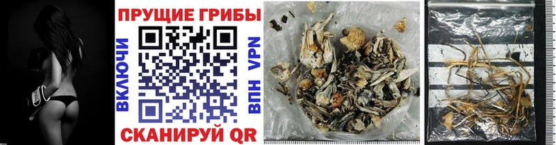 Галлюциногенные грибы Psilocybine cubensis Северск