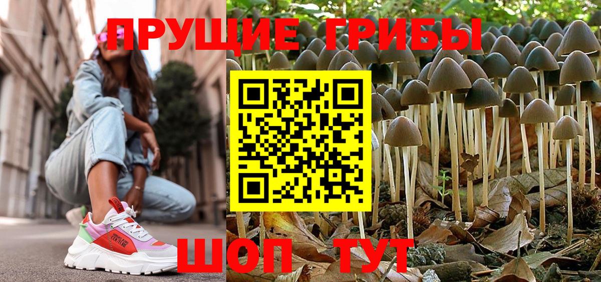 Псилоцибиновые грибы Psilocybine cubensis Северск